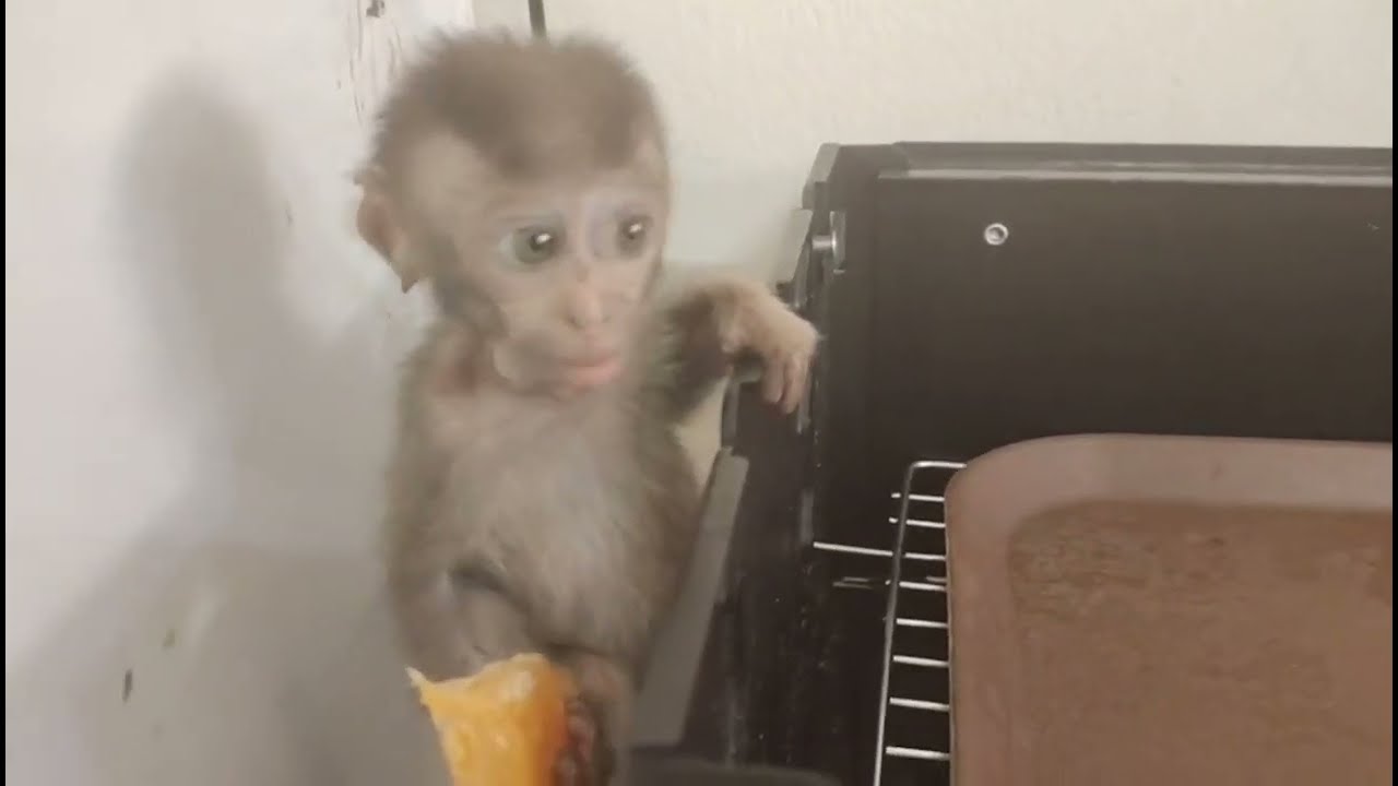 Baby monkey's reaction when eating spicy food