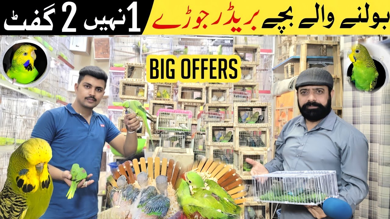 Sonu Birds Aviary | Free Gifts | Breeder Pairs