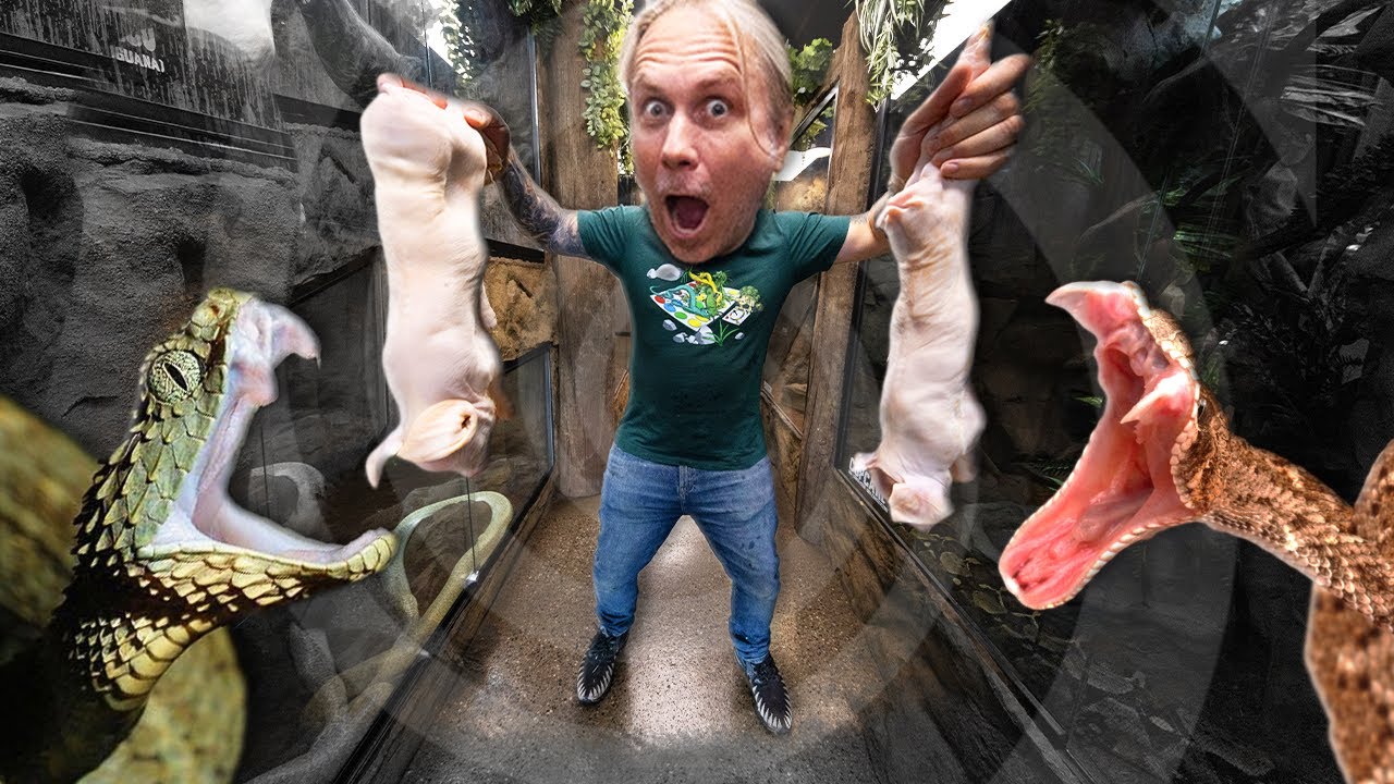 FEEDING ALL MY ANIMALS AT THE REPTILE ZOO!! | BRIAN BARCZYK