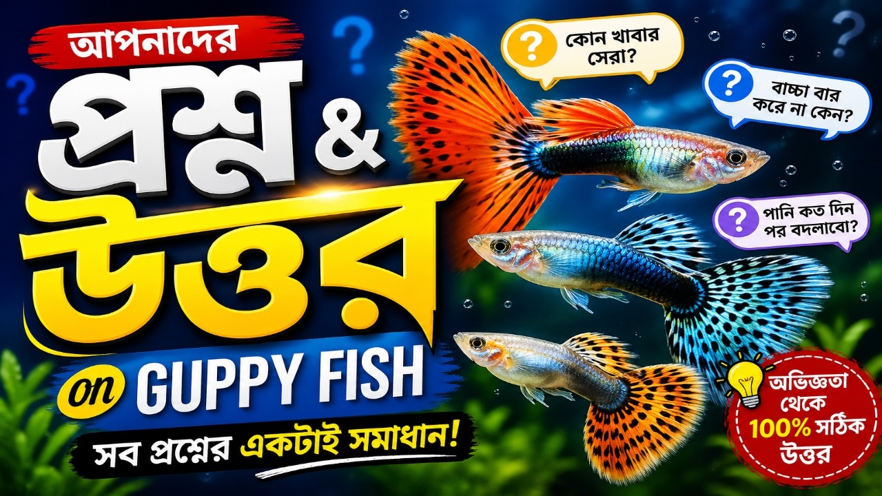 Guppy Fish Questions & Answers in Bengali || All About Guppy FAQ in Bangla || Expert Aquarist
