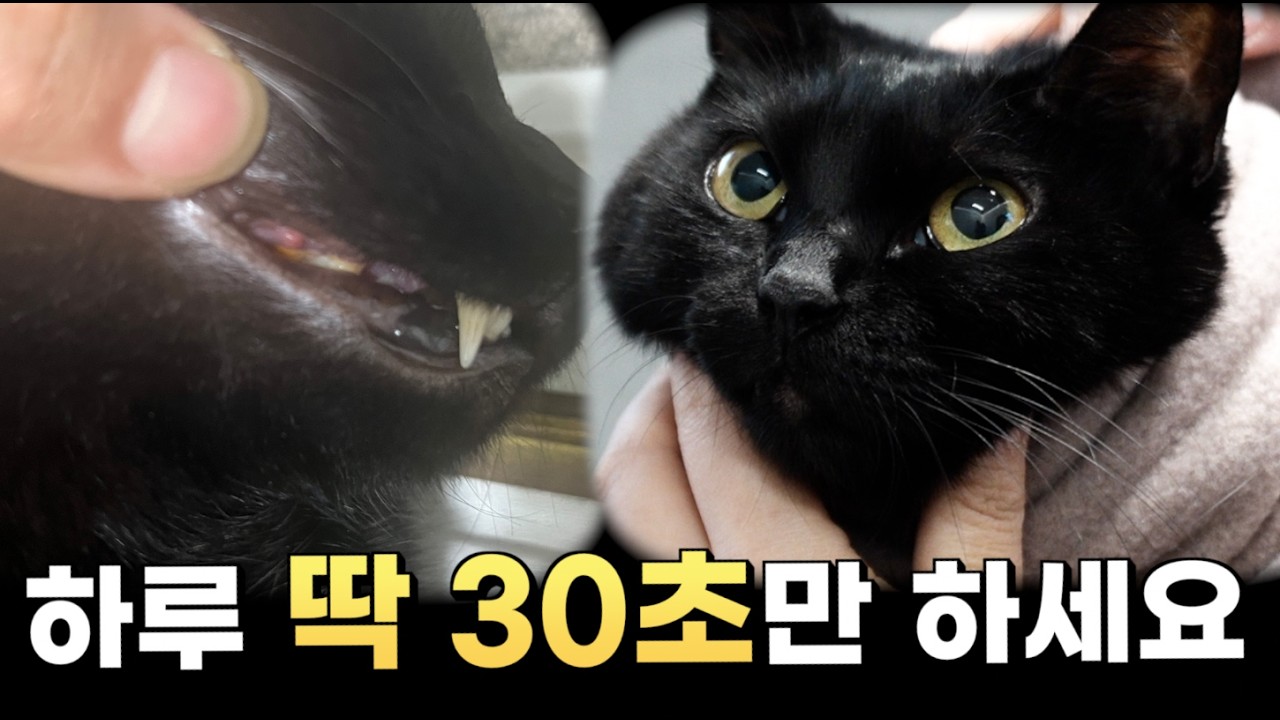 이것 모르면 치과비용 500만원 그대로 나갑니다
