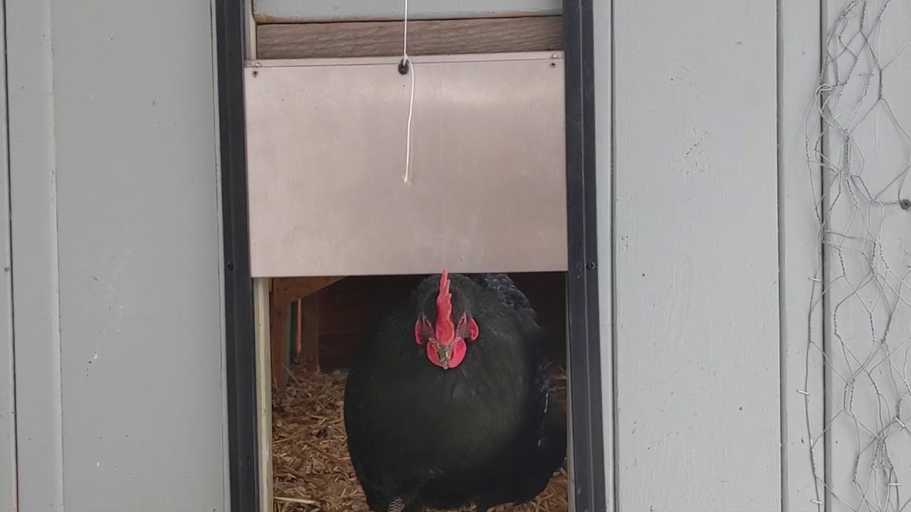 Brinsea Automatic Chicken Coop Door & Opener