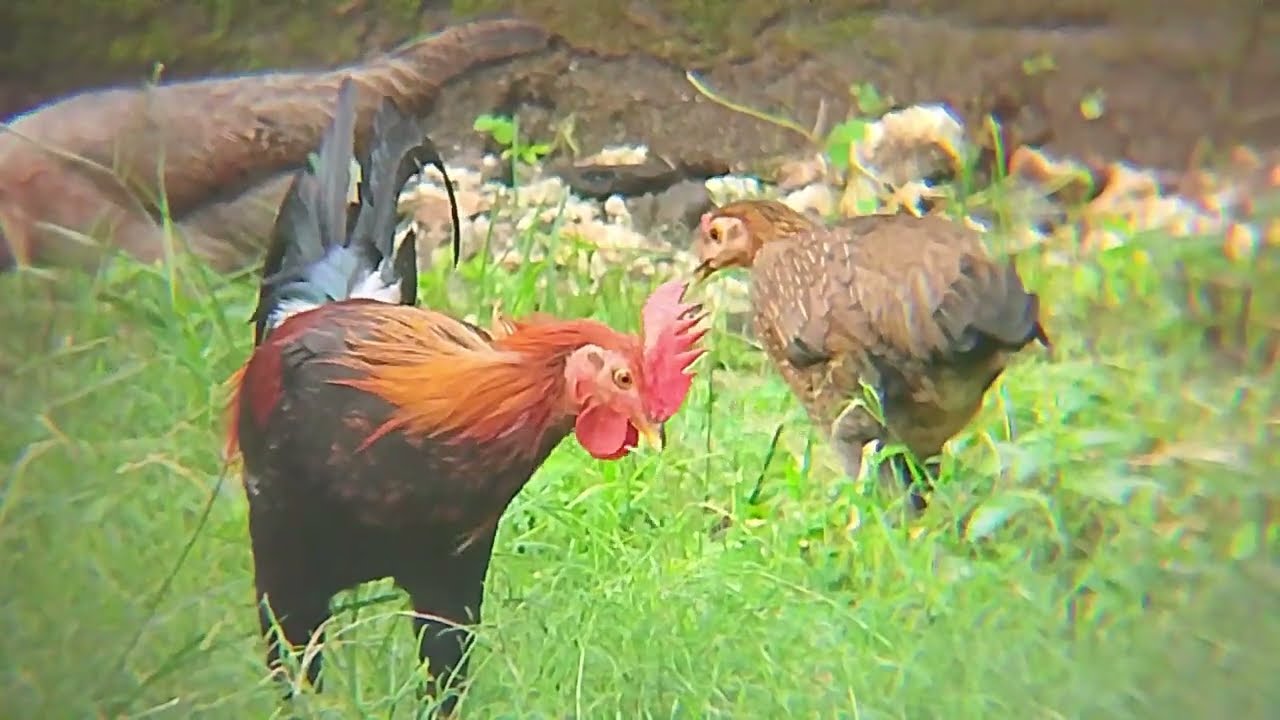 pet chickens if released by their parents