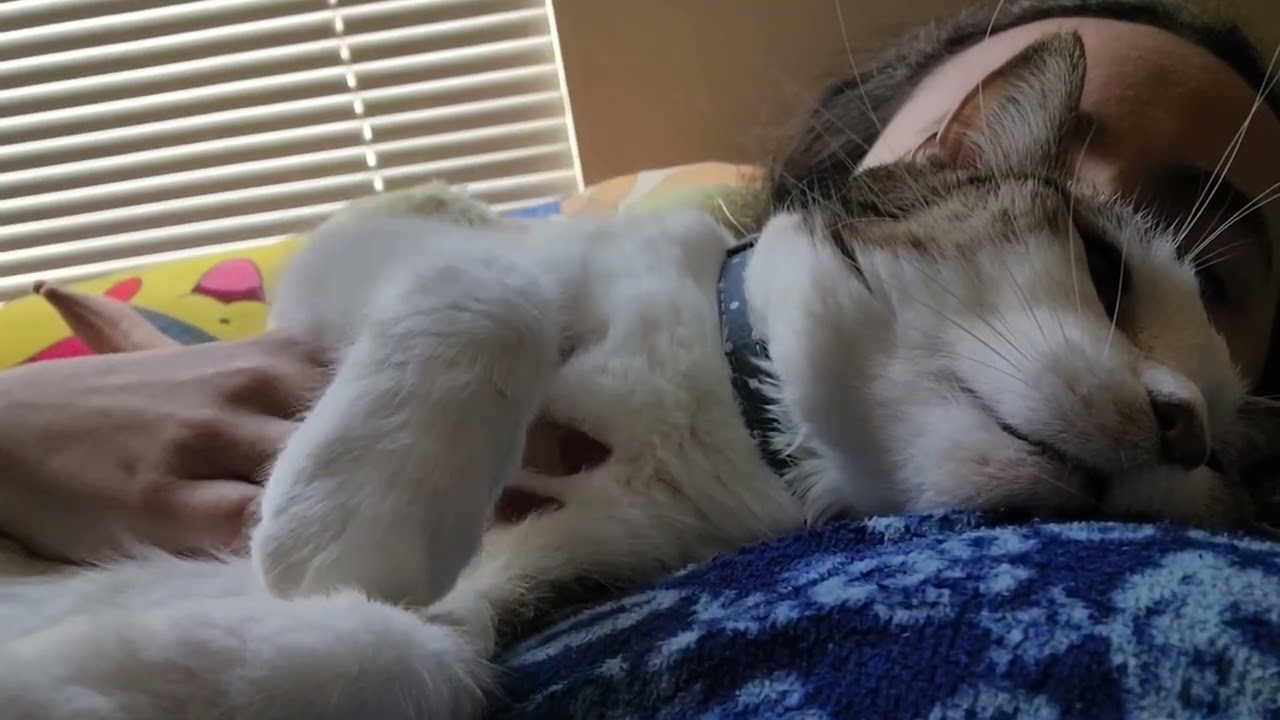 Ryan purring loudly