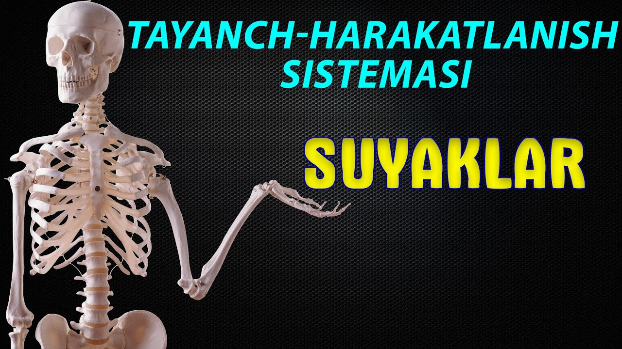 Tayanch-harakatlanish sistemasi || Skelet || Suyaklar