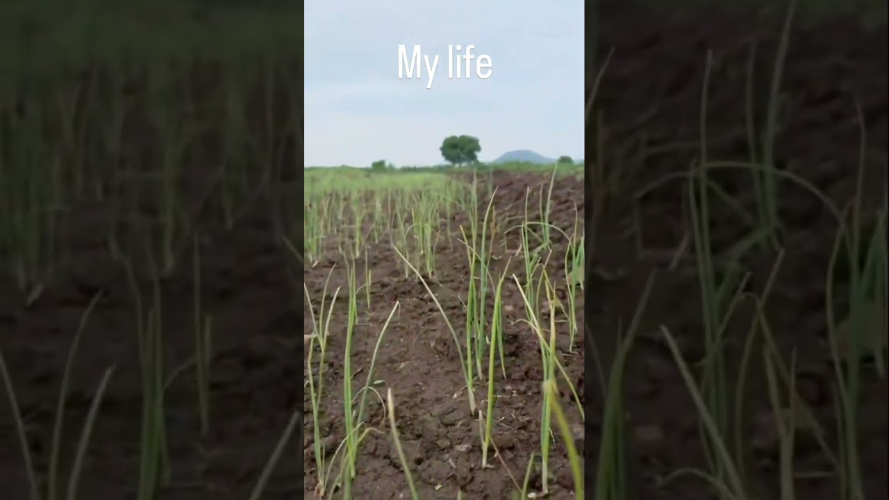 Village Life Farming Vlogs #dungli onion# kanda #short #video #farm #farming #village #hindi song