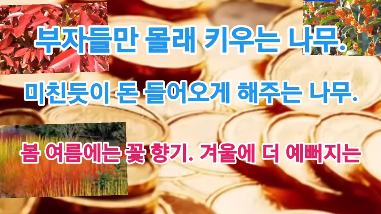 부자들만 몰래 키운다는 꽃 나무, 겨울에 더 예뻐지는 꽃나무!!