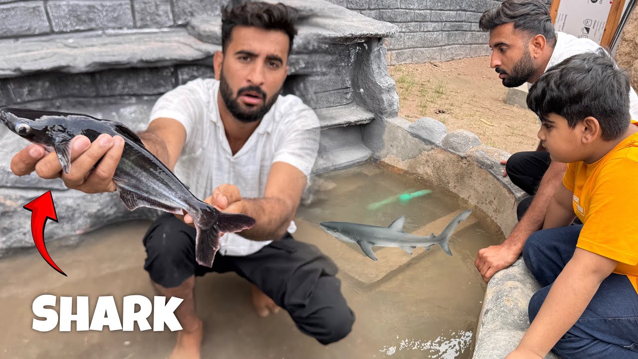 Ye Kon Si Shark Hai ?😍