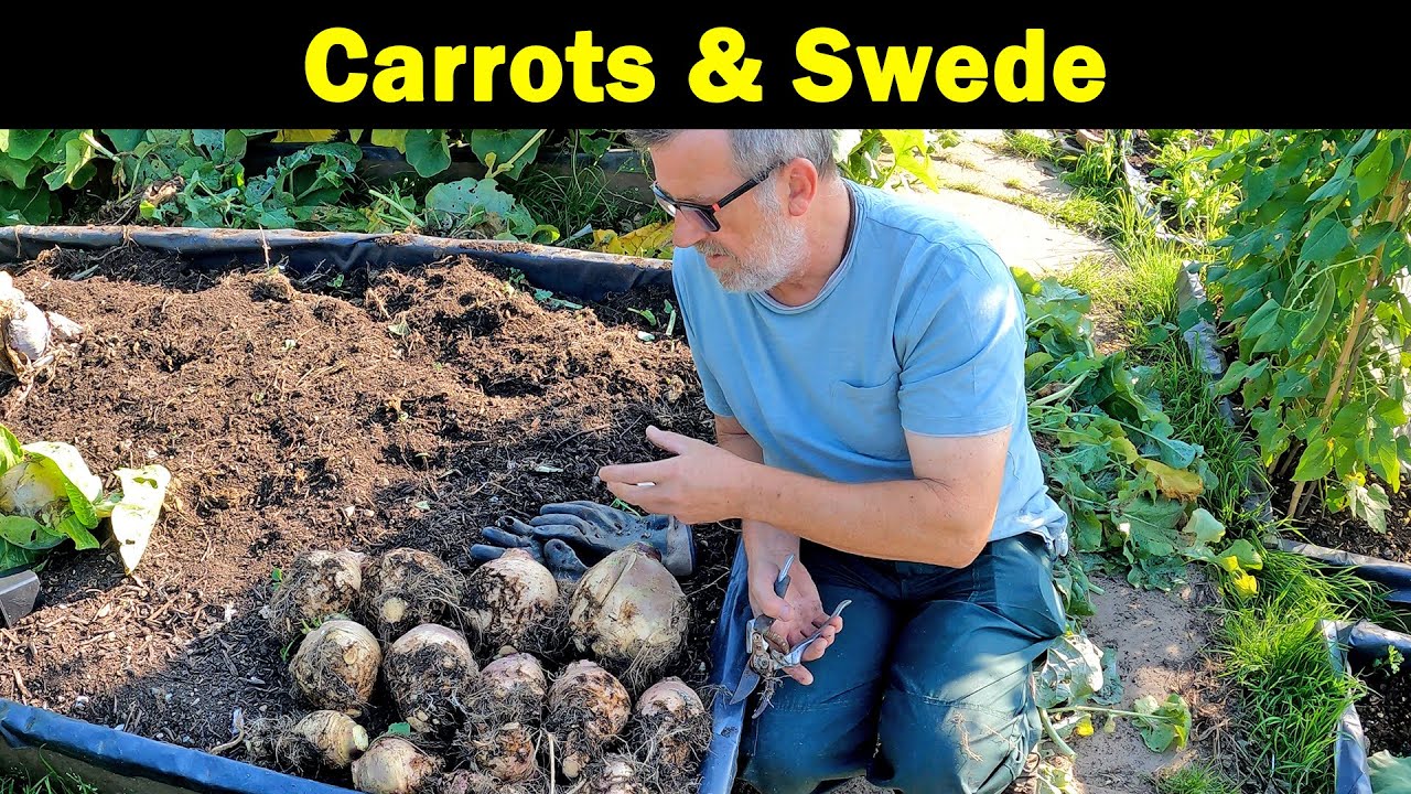 Swede and Carrots | Clearing Beds | Tidying up | Green Side Up