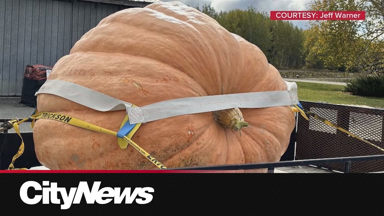 New record for largest pumpkin grown in Ontario