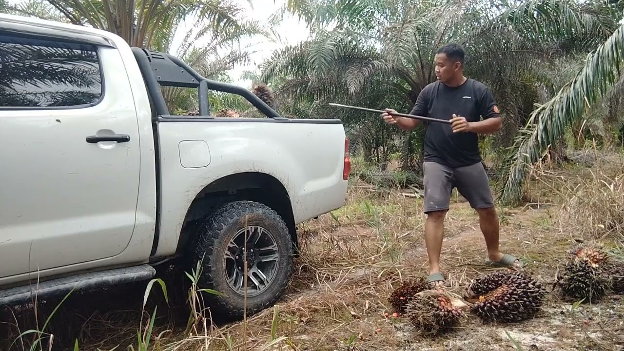 Rezeki Hari Krismas,loading sawit dalam Toyota Hilux Vigo,rotasi 13 hari tapi hasil puas hati