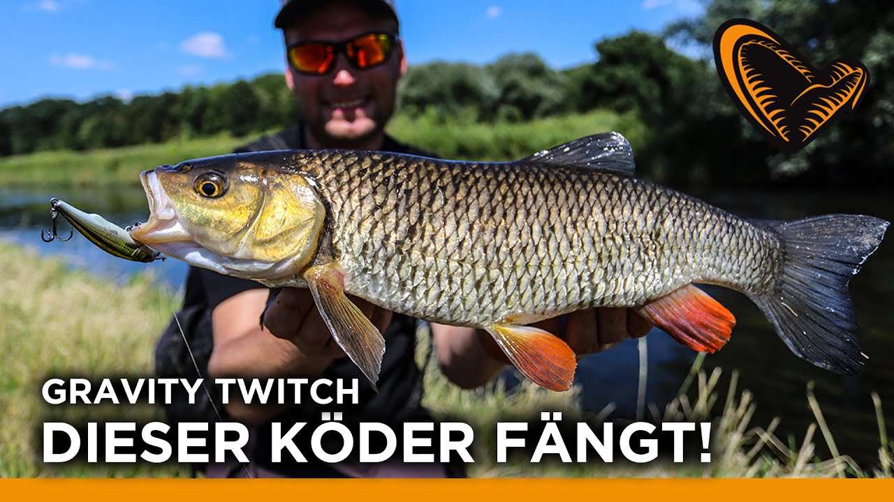 🔥 DIESER KÖDER FÄNGT !!! Kapitale Döbel, Rapfen, Hecht und Zander in Serie I GRAVITY TWITCH