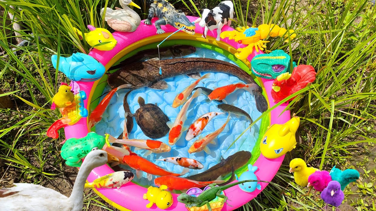 Mancing Ikan Lele Raksasa Dikolam, Ikan Hias, Ikan Besar, Ikan Warna Warni, Kura Kura, Bebek Angsa