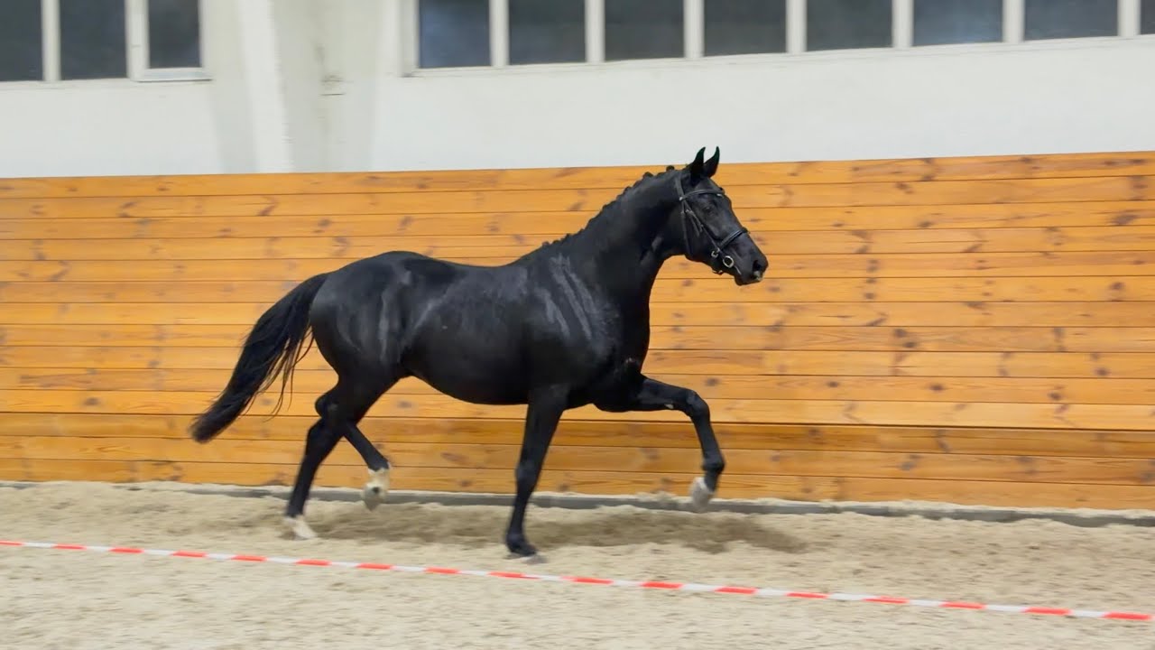 stallion Bon Vivat by Bon Coeur - Rocky Lee, 2023 y.b., ~167 cm Oldenburg, for dressage 