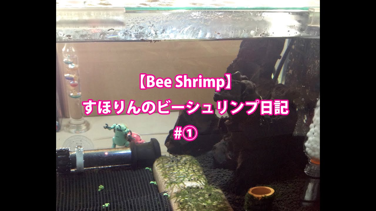 底面濾過＆流動濾過でビーシュリンプ水槽を立ち上げてみた。【Bee shrimp】