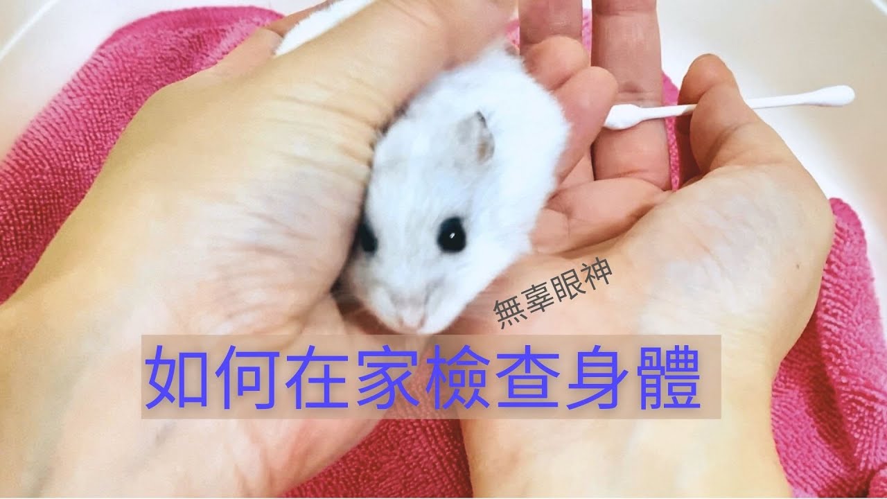 如何在家檢查倉鼠身體？哪些部位容易出現什麼病徵？