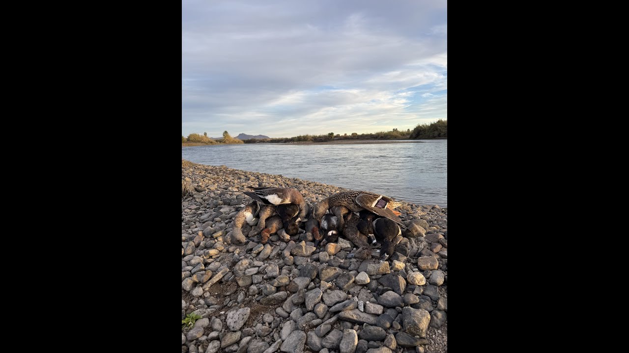DECEMBER ARIZONA DUCK HUNT