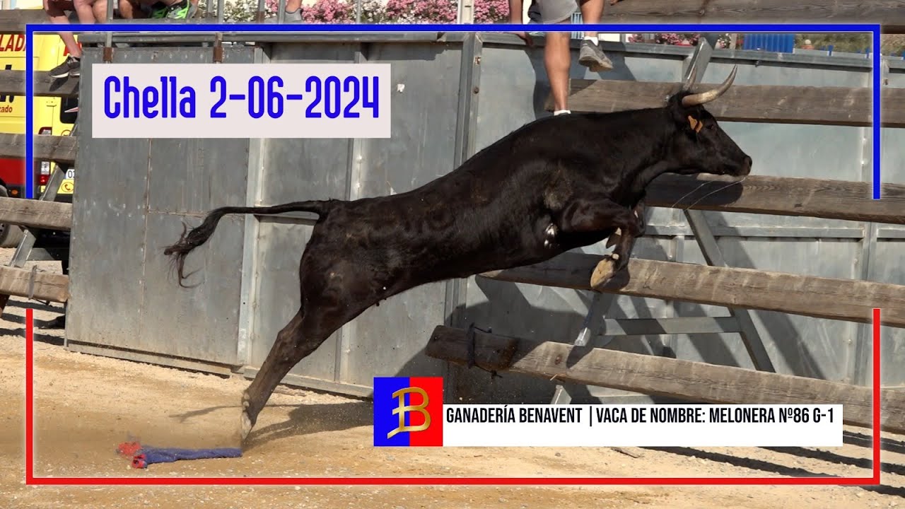 Chella 02 ▪ 06 ▪ 2024 Especial Ganadería Benavent