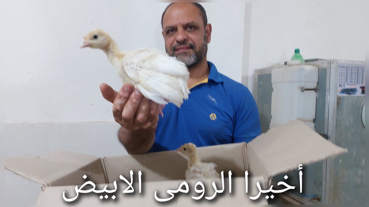 واخيرا شراء كتاكيت الرومى الابيض وبداية تربية مجموعة للتجربة وهننقل لكم الحقيقه يوم بيوم