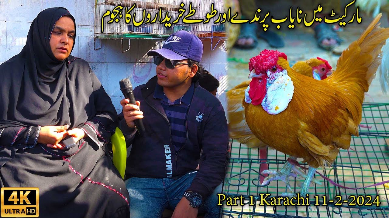 Lalukhet Exotic Hen and Rooster Bird and Parrots Market 11-2-24 Karachi | أجمل سوق الطيور والببغاوات