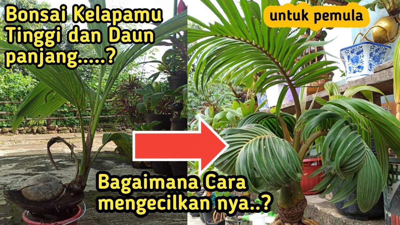 CARA MENGECILKAN DAUN BONSAI KELAPA DENGAN AMAN UNTUK PEMULA