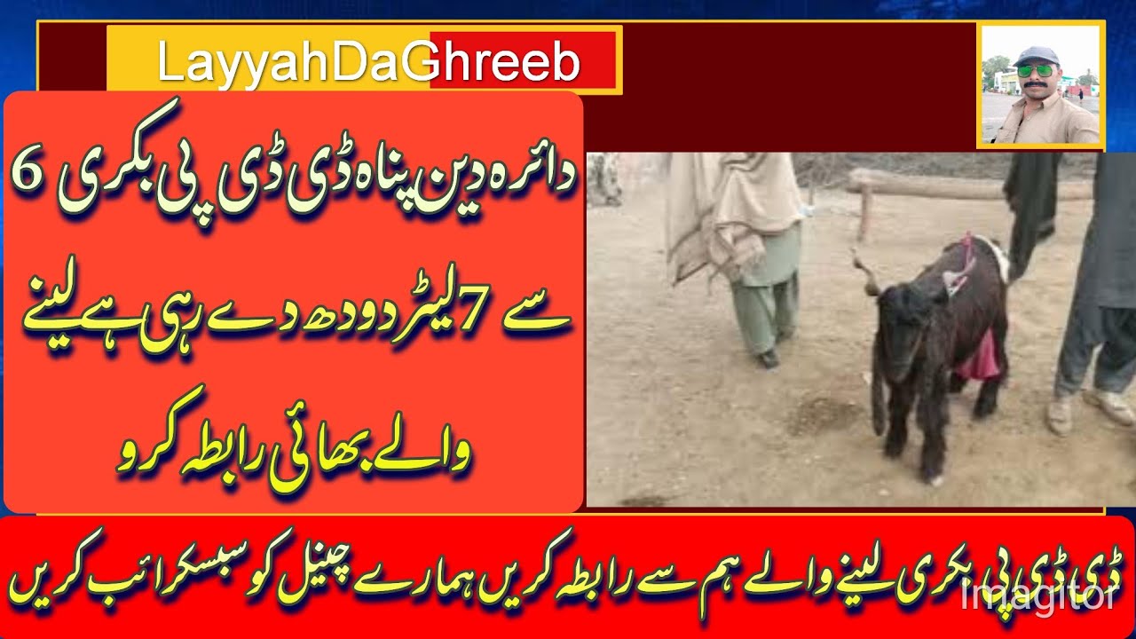 aaj ddp bakri ka Maine dudh check khud apni aankhon se dekh le.13.12.2023