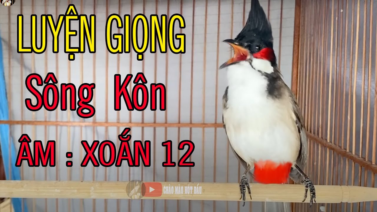 Luyện Chào Mào Hót Giọng SÔNG KÔN | Chào Mào Song Kon Hót -Luyện Chim Non-Luyện Má Trắng Tuyệt Vời