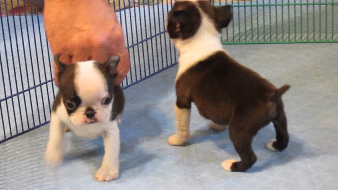 Anna x Chippy AKC Boston Terrier Puppies 6+ weeks