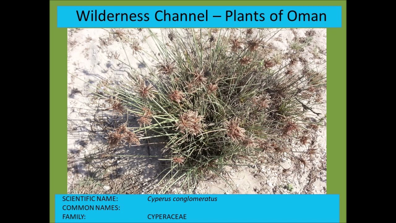 300 Plant Species of the Arabian Peninsula (Oman, UAE, Saudi Arabia, Yemen)