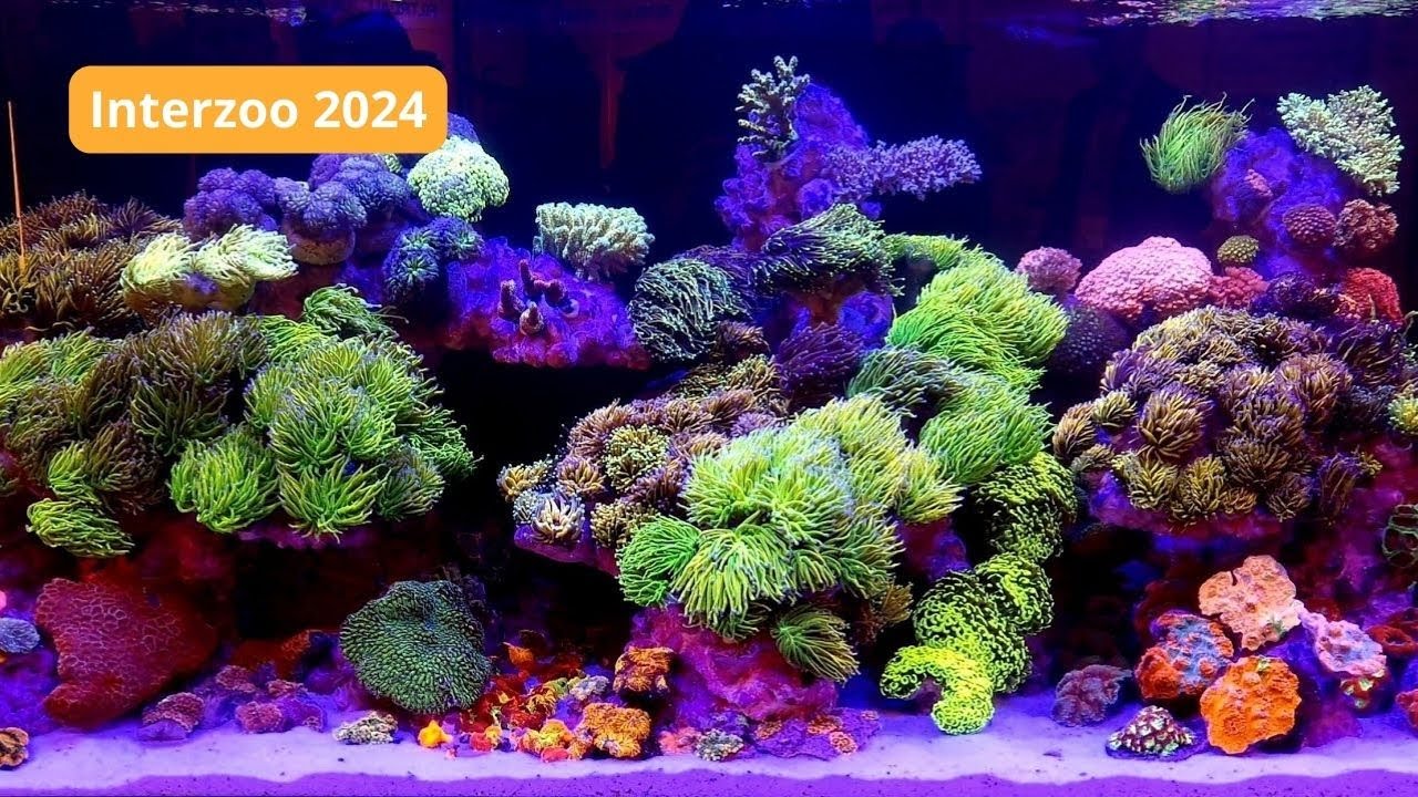 Piękne akwarium morskie na Interzoo 2024🤩