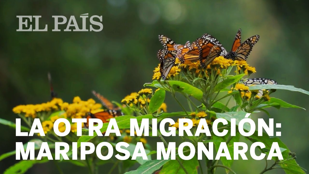 La otra migración: Mariposa monarca