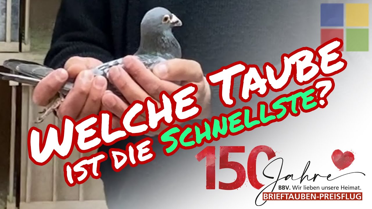 BBV-Jubiläumsflug: Welche Taube kommt als erste in Bocholt an?