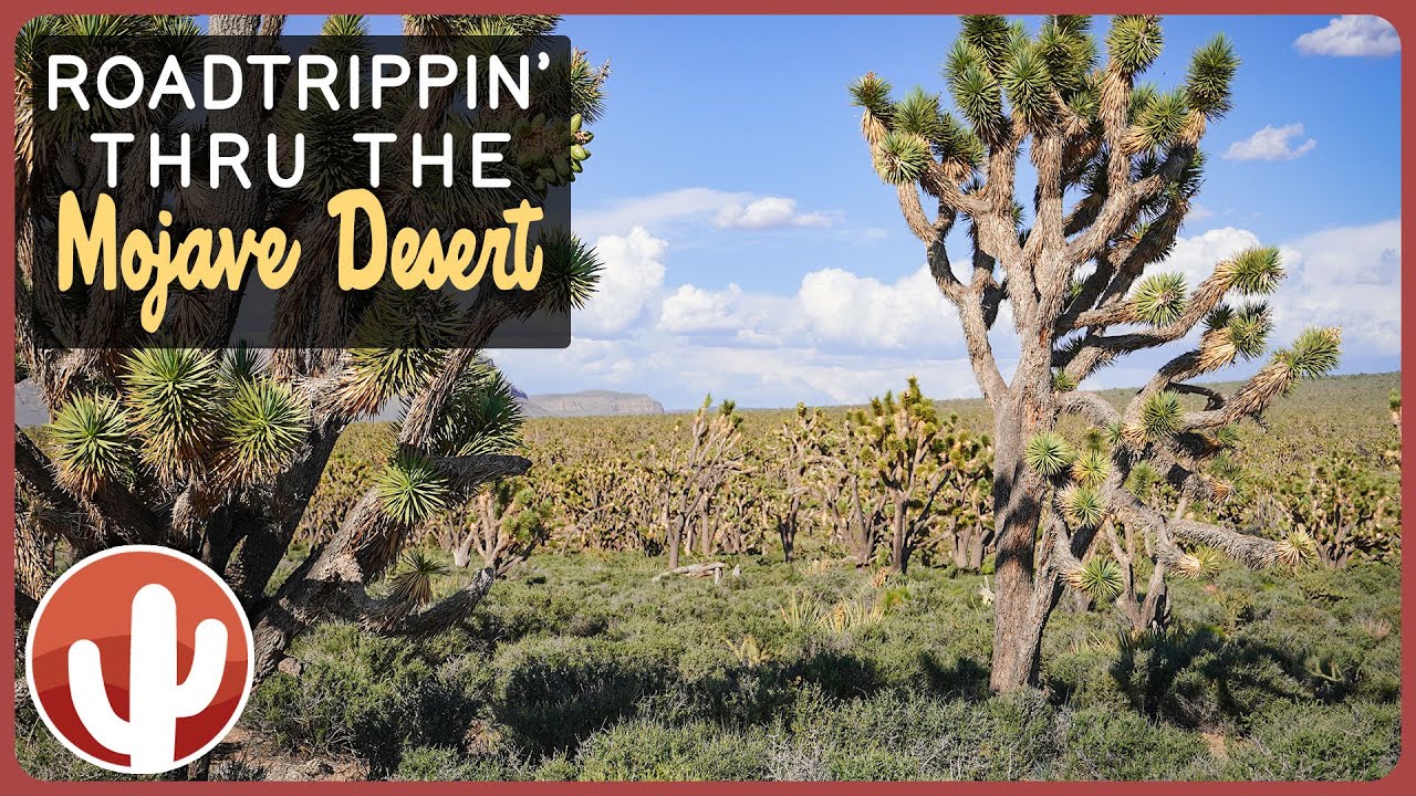 Discovering Hidden Gems in the MOJAVE DESERT | Desert Dreaming - A Road Trip Adventure