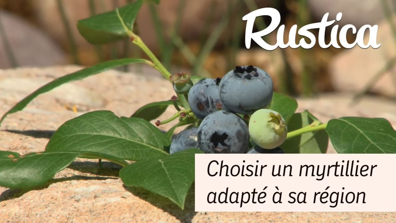 Bien choisir ses variétés de myrtilles arbustives