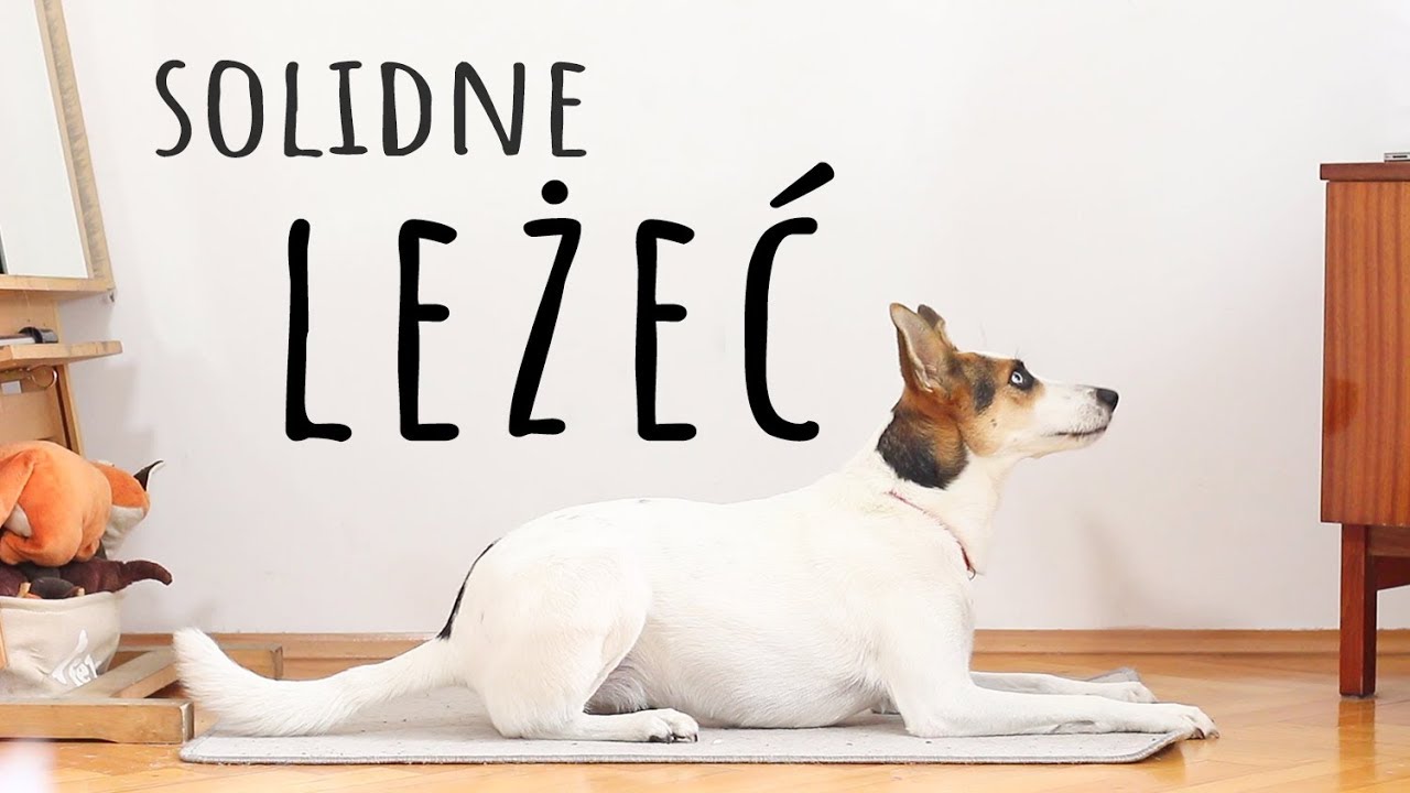 LEŻEĆ / WARUJ - jak nauczyć psa tej komendy