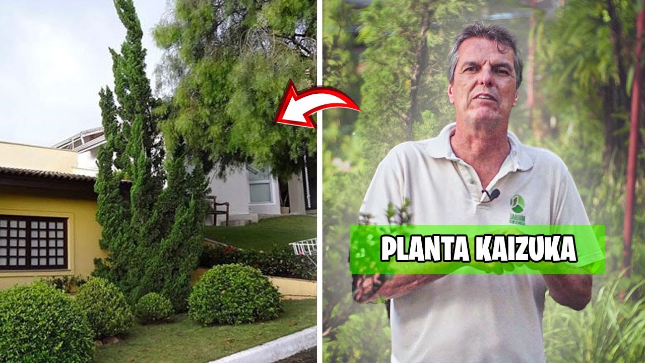 PLANTA KAIZUKA DICAS DE CUIDADOS E ATENÇÕES