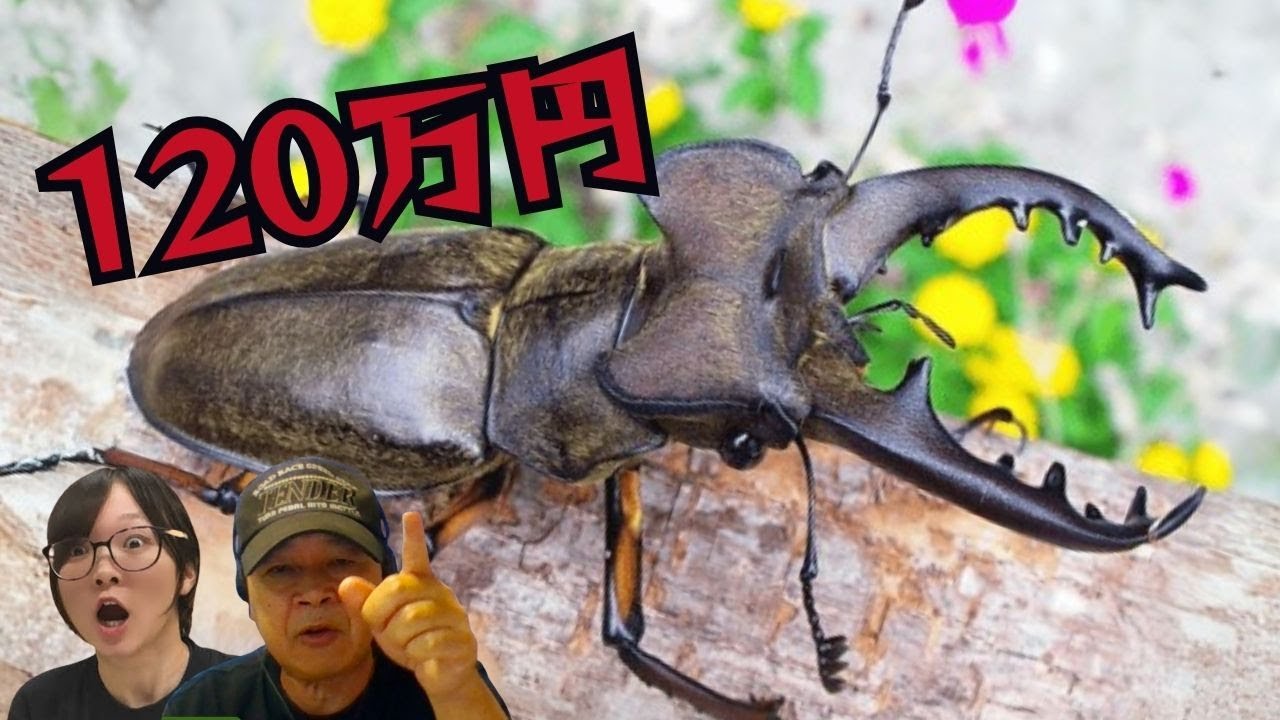 ミヤマクワガタが100万円以上！？北海道と宮崎県のミヤマはでかい！｜【クワカブ広場】名人Shihoのクワカブ相談室！広場会員は無料で配信中！〈8月/39号〉#カブトムシ #クワガタ #飼育方法 #採集