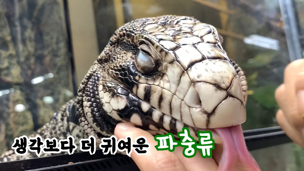 강남에서 잘나가는 펫샵에 볼파이톤 데리러 갔다가 4시간동안 놀다왔네요ㅋㅋ