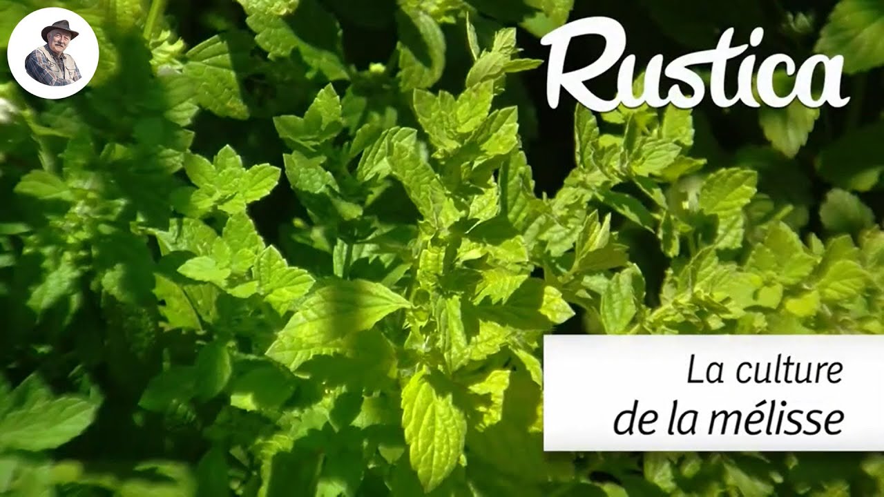 La culture de la m&eacute;lisse au jardin ou en pot