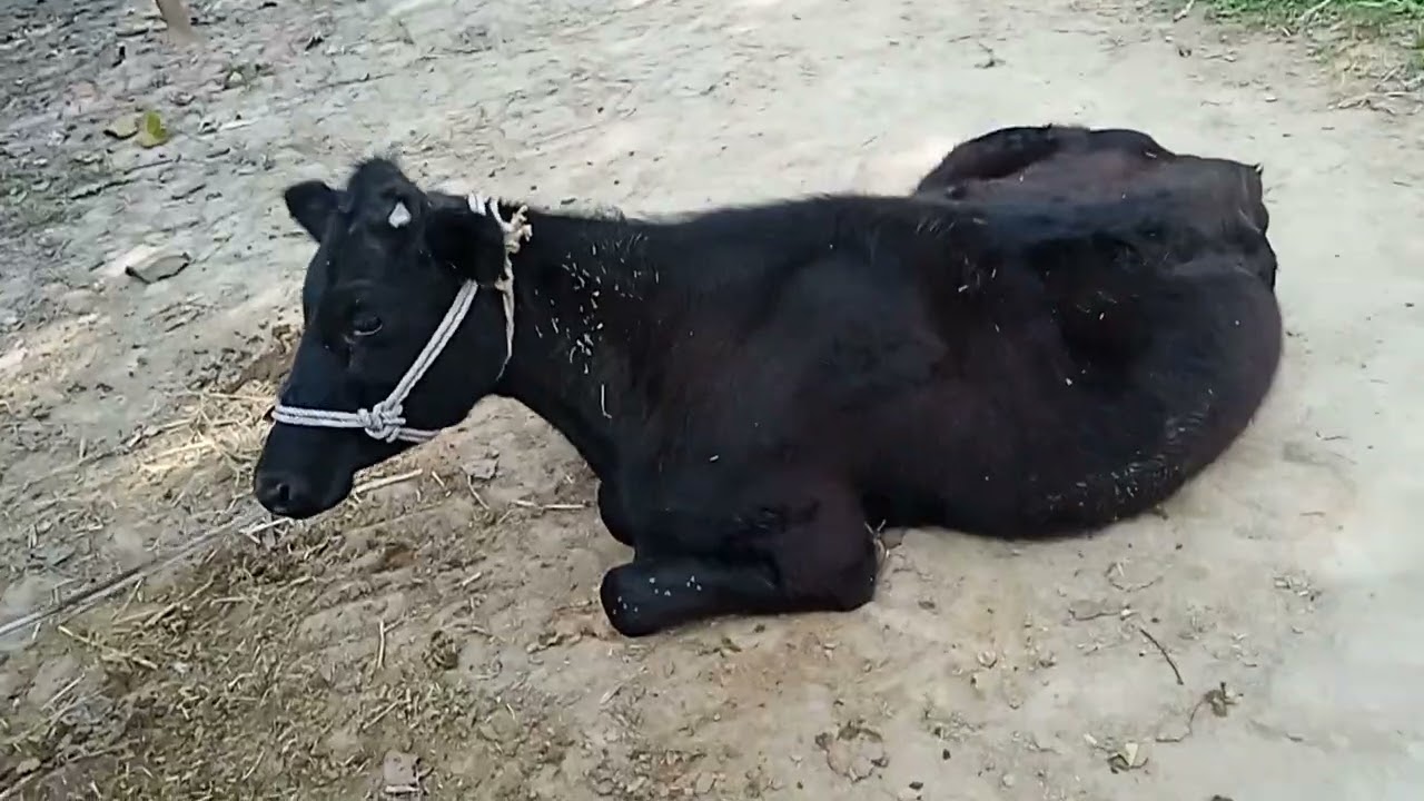 Dairy farm#