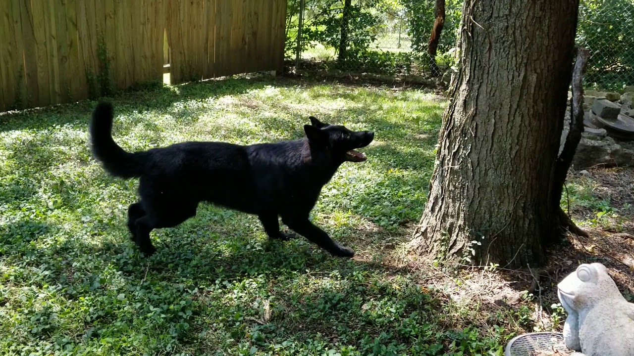 Draven shesing squirrel