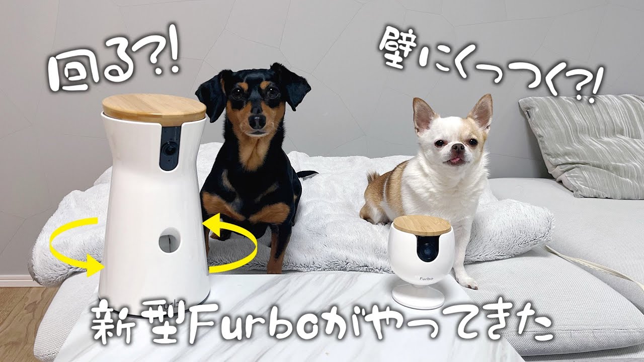 飼い主がいない間に愛犬が何をしているか覗いてみたら…w