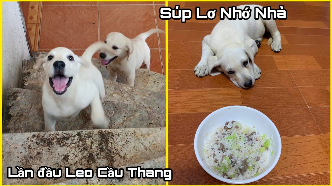 Lần Đầu Leo Cầu Thang Của Chút Chít - Phản Ứng Của Súp Lơ Khi Xem Video Của Bố Mẹ