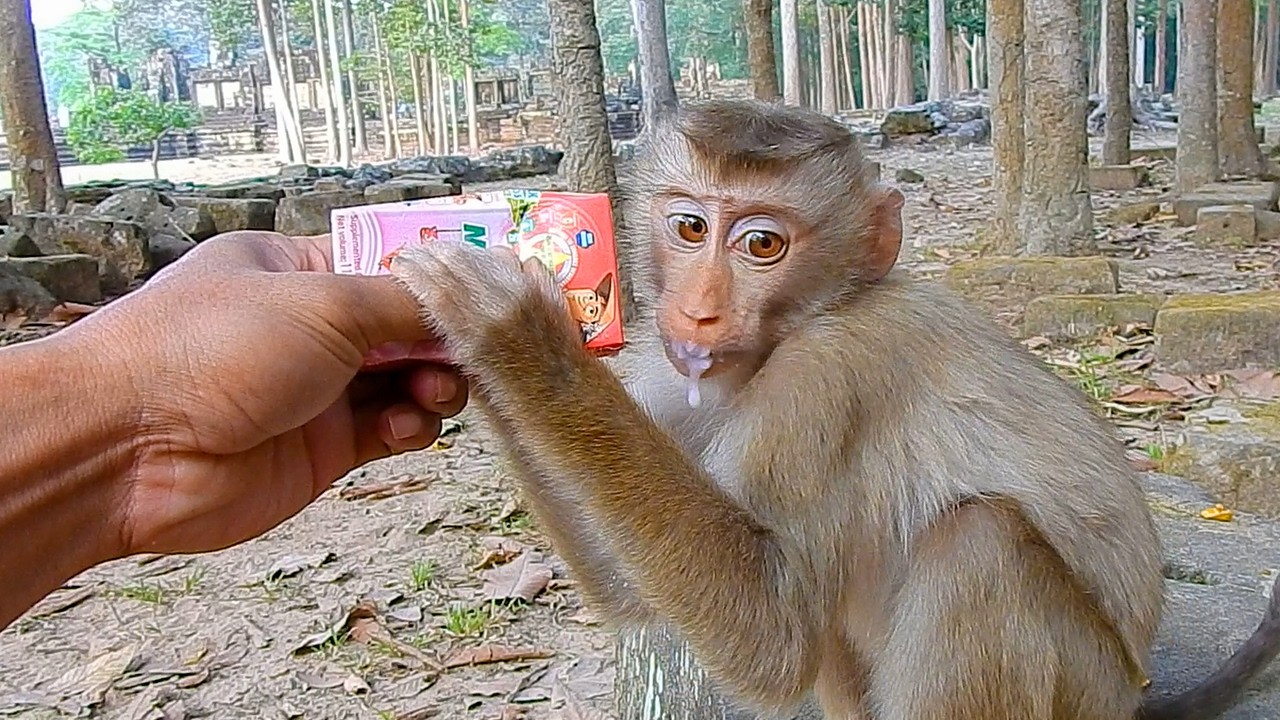 Little Lily lives in despair, waiting for Libby to return with her little brother Levi