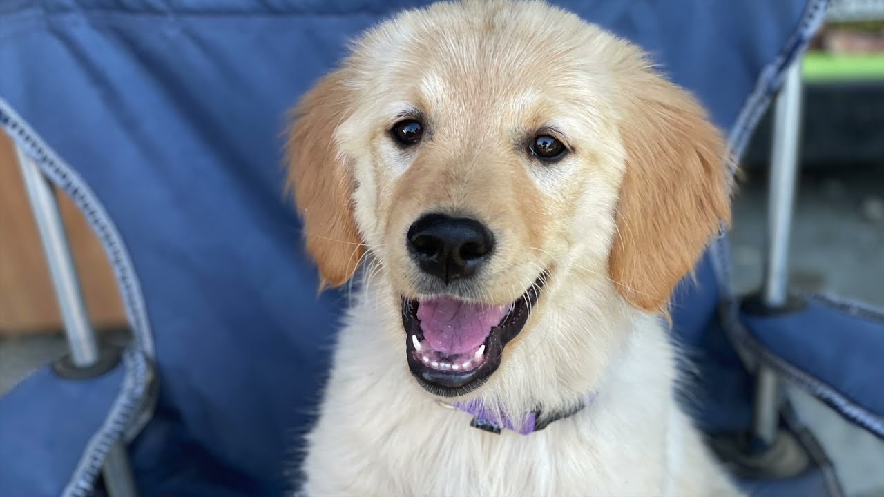 The Internet of Experiences: Our Golden Retriever Puppy Kula Alala