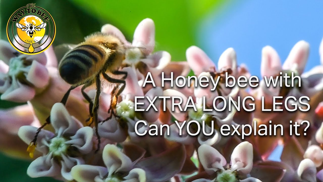 Honey Bee Morning No Narration Long legged honey bee at 37:32 Milkweed Pollen looked like extra toes