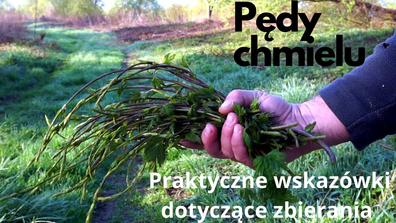Sekrety zbierania pędów chmielu: Jak wybrać najlepsze pędy