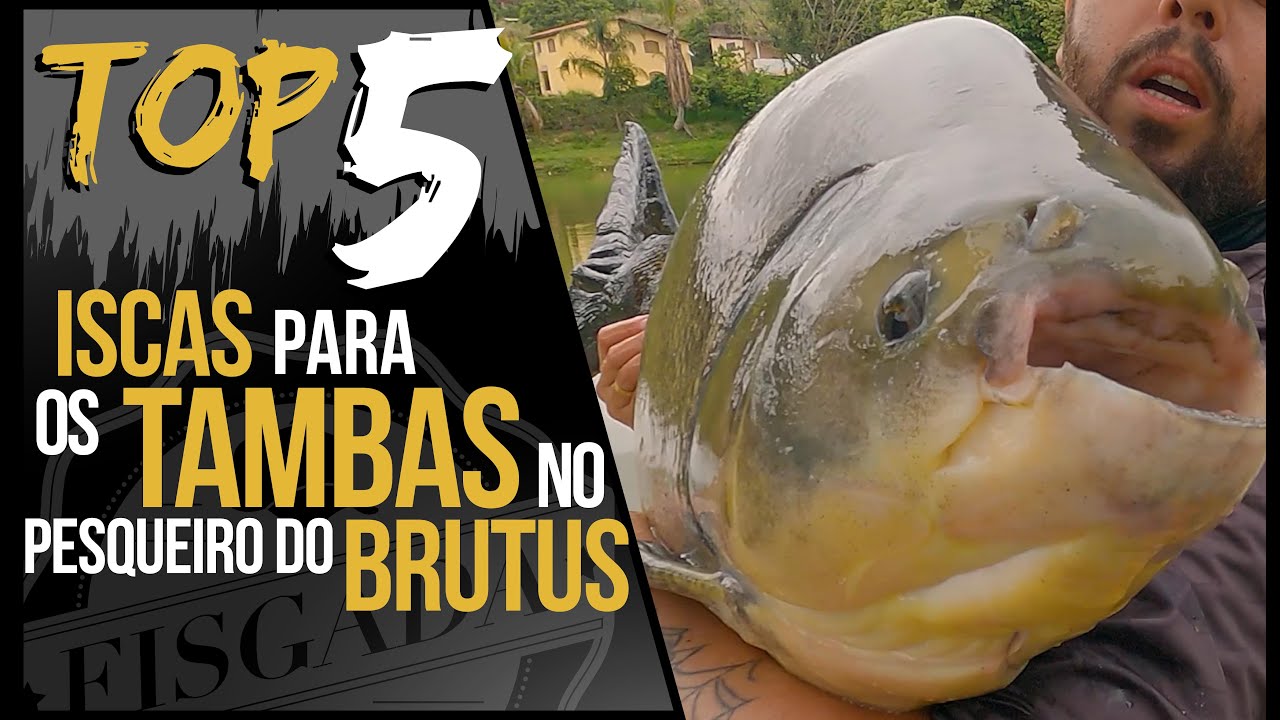 TOP 5 - ISCAS PARA OS TAMBAS NO PESQUEIRO DO BRUTUS