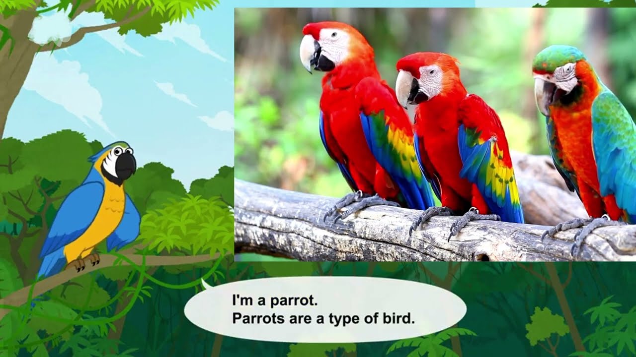 Meet the Animals || The Colorful Talkers of the Rainforest || Parrots🦜🦜