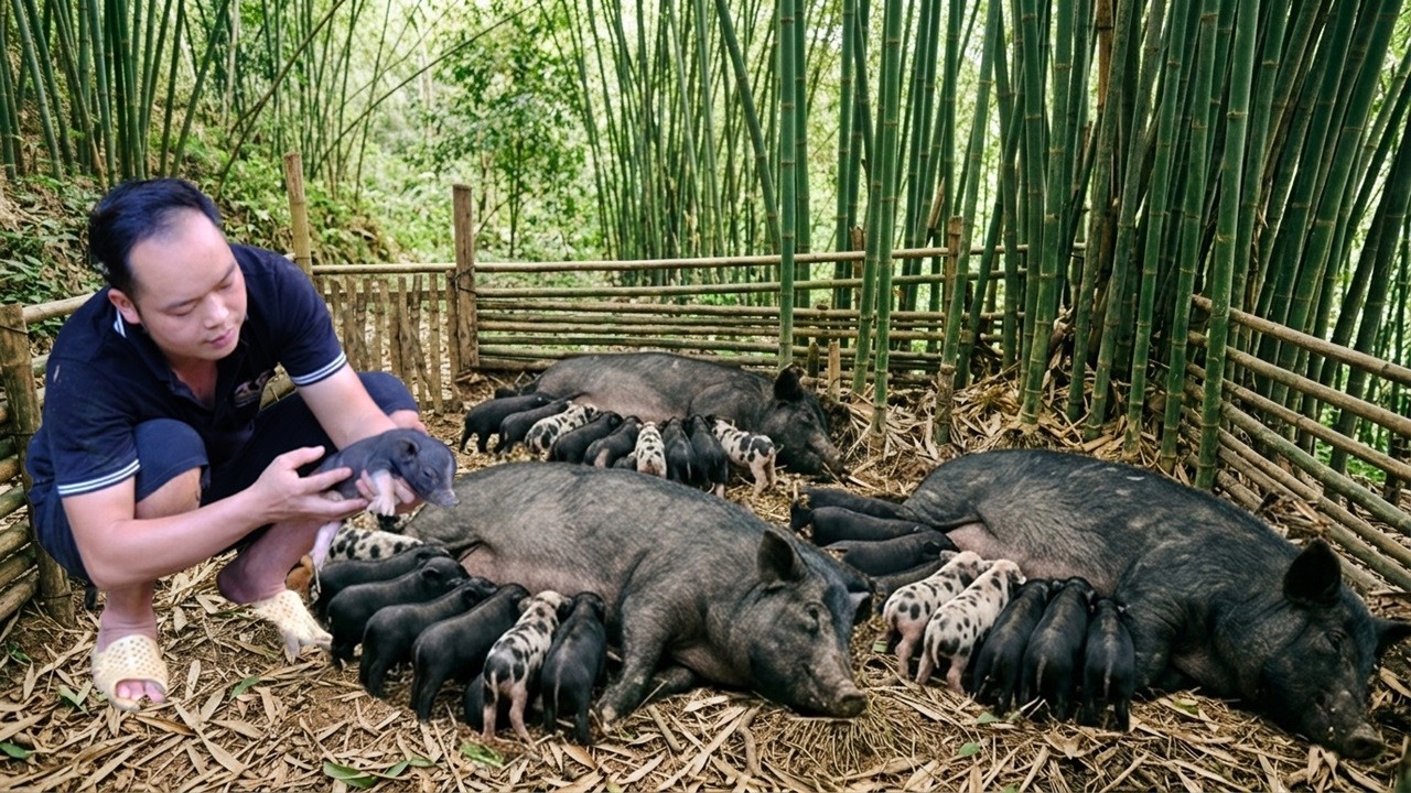The sows give birth to adorable piglets - the man takes care of the pigs after birth